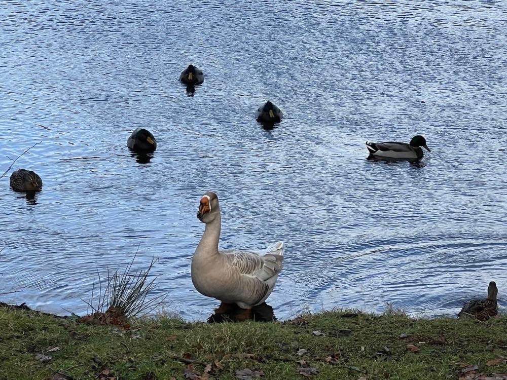 Gary the Goose at Lakesong Lodge